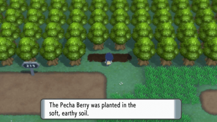 Berry Soil.png