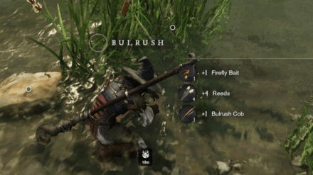 New World - Gather Bulrush Cobs