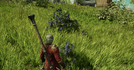 New World - Berries are Everywhere