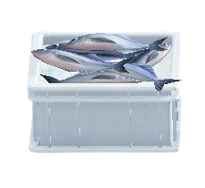 The White version of Fish Container