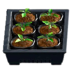 Potted Starter Plants Image