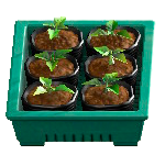 The Green version of Potted Starter Plants