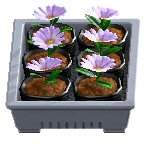 The Gray version of Potted Starter Plants