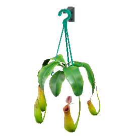 Pitcher Plant Image