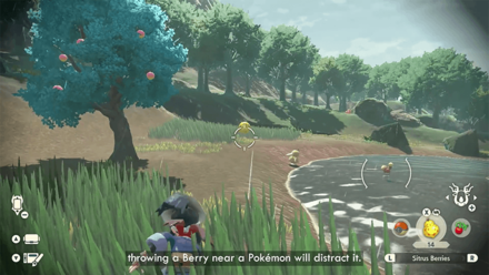 Pokemon Legends Arceus Throw Near Wild Pokemon as Bait