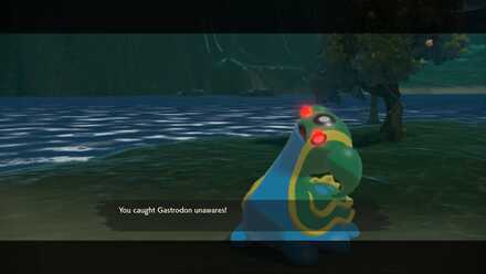 Catch Gastrodon unawares