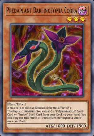 Predaplant Darlingtonia Cobra