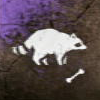 Raccoon Bone