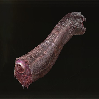 Turtle Neck Meat Icon