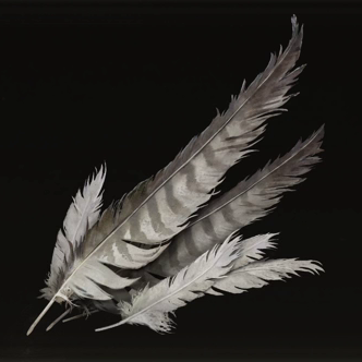 Stormhawk Feather Icon