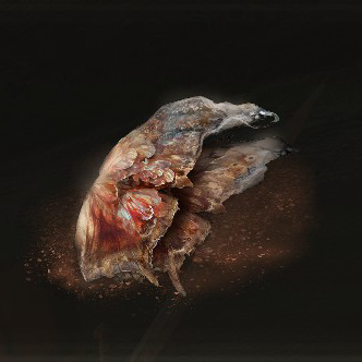 Aeonian Butterfly Icon