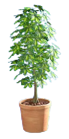 The Terra-Cotta version of Schefflera