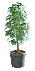 The Gray version of Schefflera