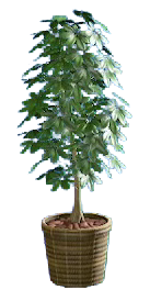 The Brown version of Schefflera