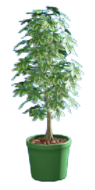 The Green version of Schefflera