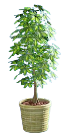 The Beige version of Schefflera