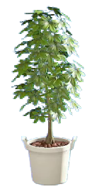 The White version of Schefflera