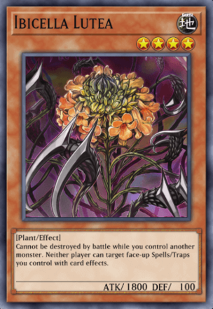 Ibicella Lutea
