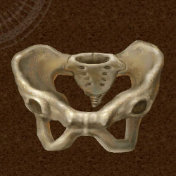 Pelvic Bone Icon