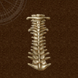 Good Backbone Icon