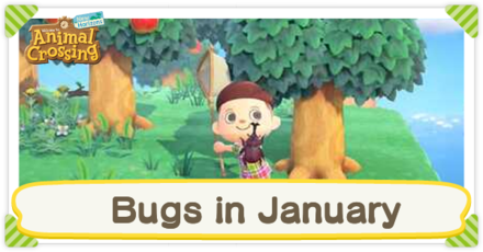 Animal Crossing New Horizons (ACNH) - Bugs in January