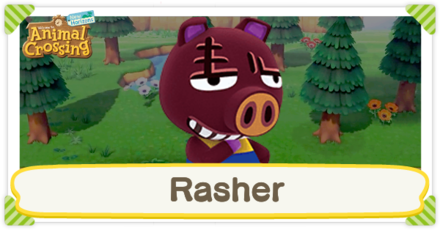 ACNH - Rasher Birthday and Personality