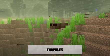 Tadpoles.jpg