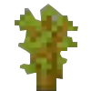 Acacia Sapling Icon
