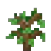 Oak Sapling Icon