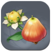 Genshin - Fruits and Flowers