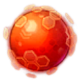 Red Nucleus