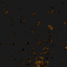 Special, Killer Bees