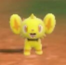 Shiny Shinx - Pokemon Scarlet and Violet (SV)