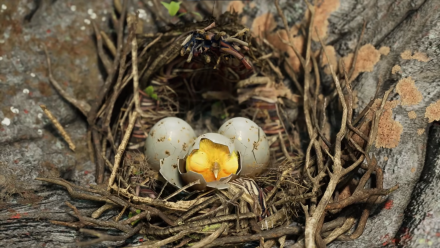 Hogwarts Legacy - Fwooper