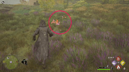 Butterfly Chest 5 Starting Location World View