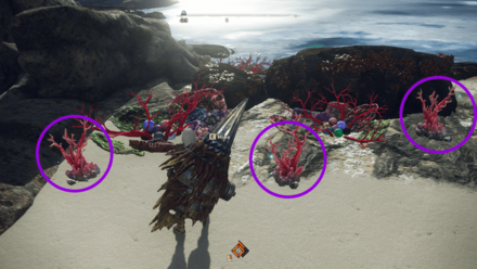 Wild Hearts - How to Find Coral Fragments