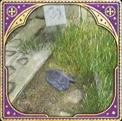 Hebridean Black Scale