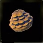 Legend of Zelda TOTK Hylian Pine Cone