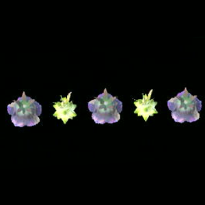 Tears of the Kingdom - Scatter Trap Icon