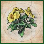 FF16 - Morganbeard Guide