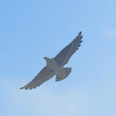 Islander Hawk Image