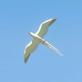 Cloud Seagull Image