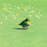 Common Sparrow Image