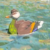 Bright-Chested Duck Image