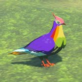 Rainbow Pigeon Image