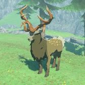 Mountain Buck Image