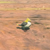 Golden Sparrow Image