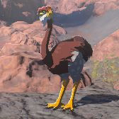 Eldin Ostrich Image