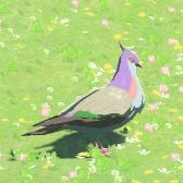 Wood Pigeon Image