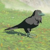 Mountain Crow Image